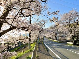 古川の桜の画像