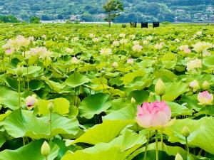 ハスが咲き誇る唐比ハス園の画像