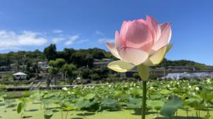 太陽を向く唐比ハス園のハスの画像