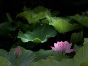 唐比ハス園のハスとハスの蕾の画像