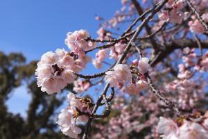 大寒桜