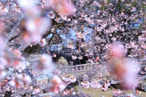 満開の大寒桜