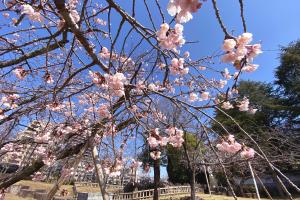 諫早公園の大寒桜