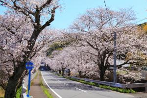 古川の桜並木