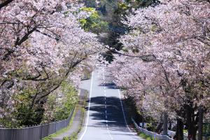 古川の桜並木（正面）