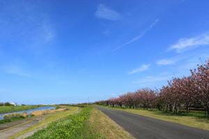 春の本明川桜づつみ