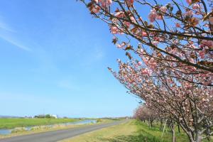 本明川桜づつみの八重桜