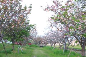 本明川桜づつみの遊歩道