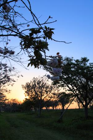 夕暮れの本明川桜づつみの桜