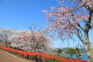 のぞみ公園の桜とつつじ