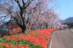 のぞみ公園遊歩道沿いの桜とつつじ