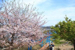 のぞみ公園の桜と遊具