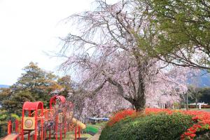 のぞみ公園の桜とつつじと遊具