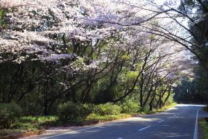 木漏れ日が差す森山の桜のトンネル