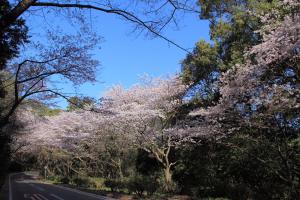 青空と森山の桜のトンネル