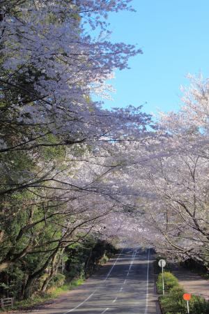 森山の桜のトンネル