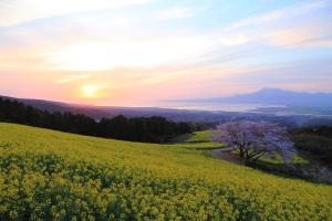 春の朝日が差し込む白木峰高原