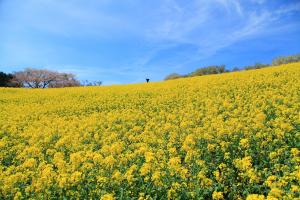 白木峰高原の満開の菜の花