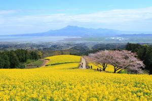 雲仙岳を望む白木峰高原の菜の花