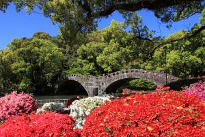 満開のツツジと眼鏡橋