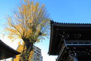 慶厳寺イチョウと空